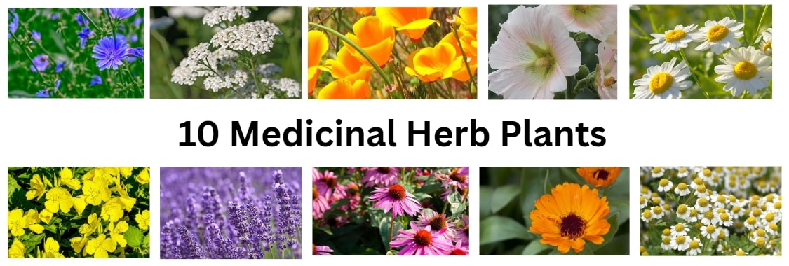 Medicinal Garden Kit-10-Medicial-herb-Seeds