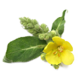 Mullein Extract